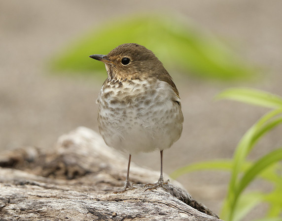 Swainson's Thrush Catharus ustulatus