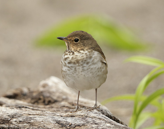Swainson's Thrush Catharus ustulatus