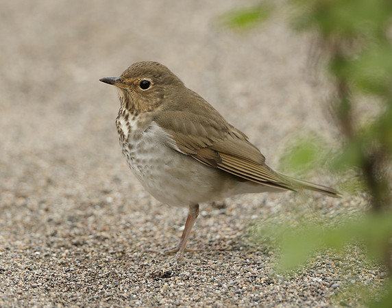 Swainson's Thrush Catharus ustulatus