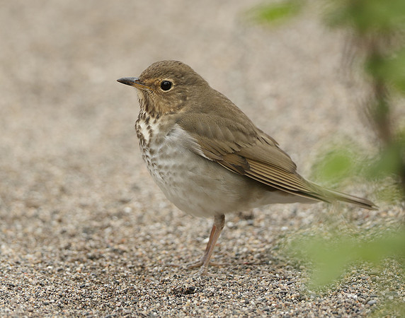 Swainson's Thrush Catharus ustulatus