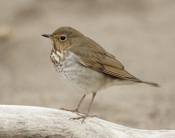 Swainson's Thrush Catharus ustulatus