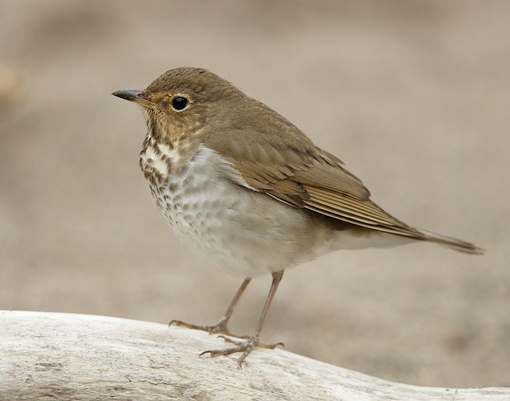 Swainson's Thrush Catharus ustulatus