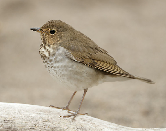 Swainson's Thrush Catharus ustulatus