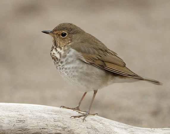 Swainson's Thrush Catharus ustulatus