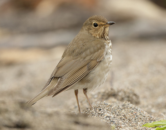 Swainson's Thrush Catharus ustulatus
