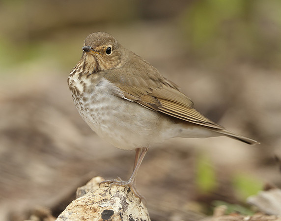Swainson's Thrush Catharus ustulatus
