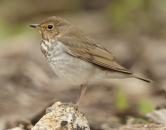 Swainson's Thrush Catharus ustulatus