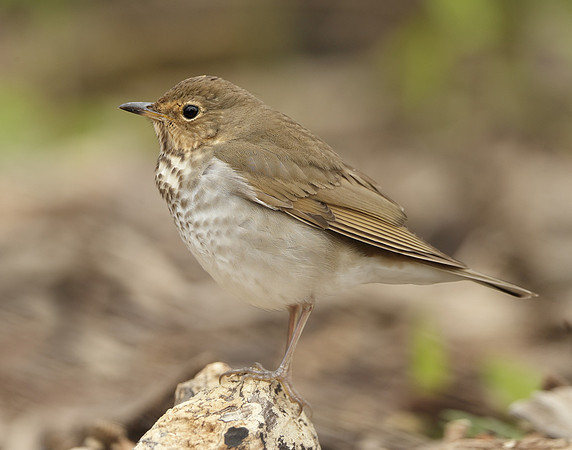 Swainson's Thrush Catharus ustulatus