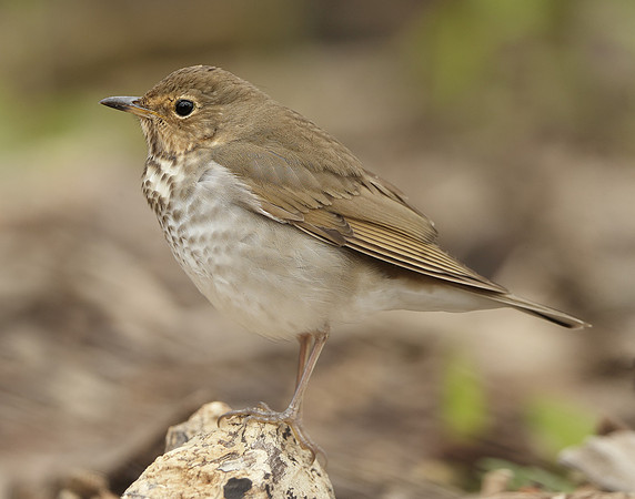 Swainson's Thrush Catharus ustulatus