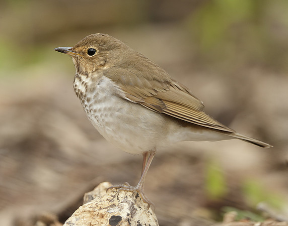 Swainson's Thrush Catharus ustulatus