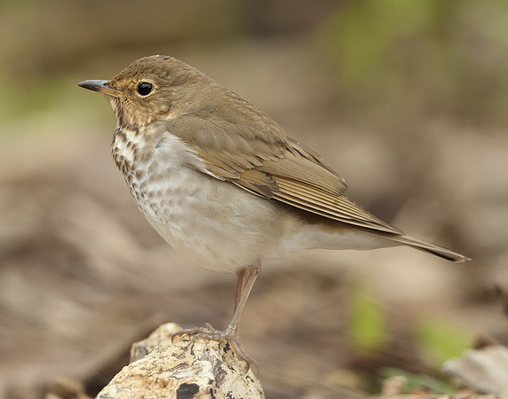 Swainson's Thrush Catharus ustulatus