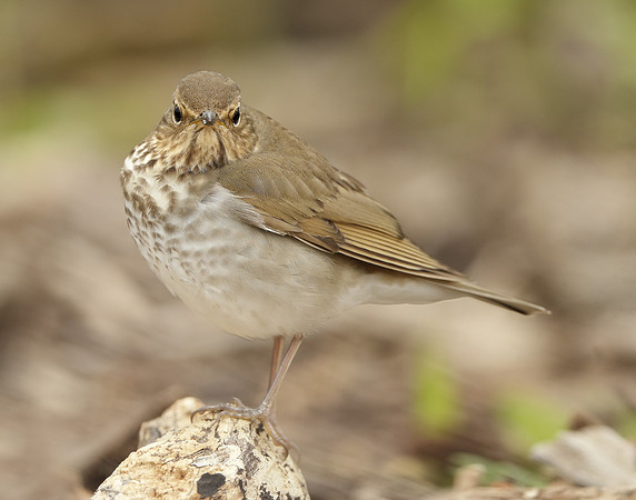 Swainson's Thrush Catharus ustulatus