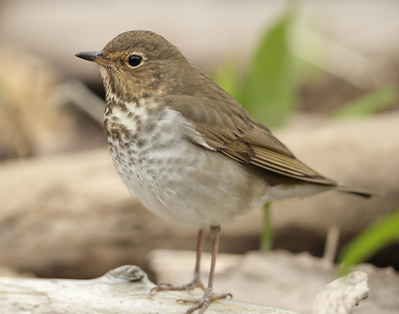 Swainson's Thrush Catharus ustulatus