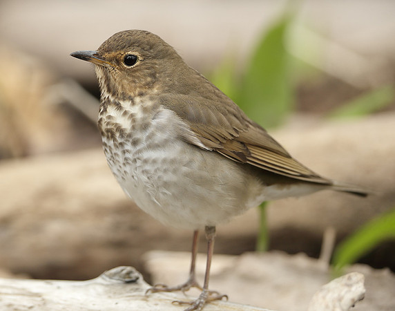 Swainson's Thrush Catharus ustulatus
