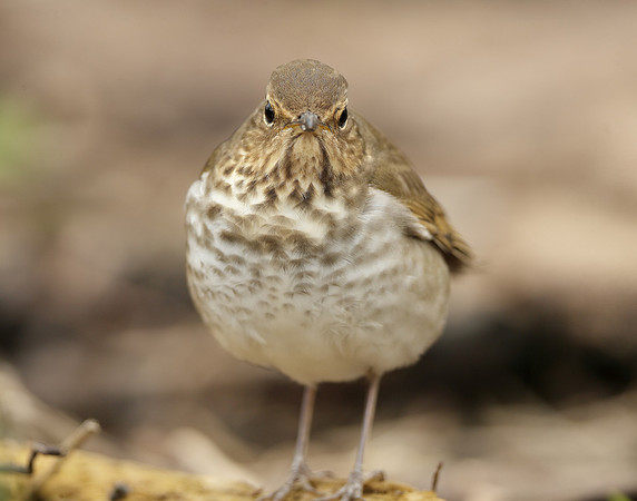 Swainson's Thrush Catharus ustulatus