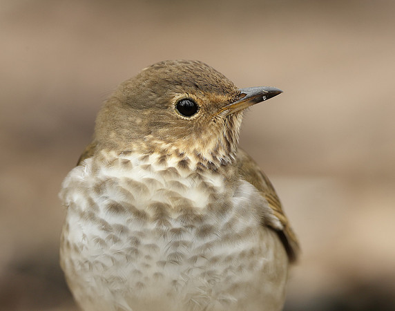 Swainson's Thrush Catharus ustulatus