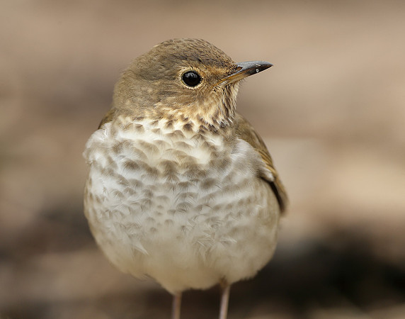 Swainson's Thrush Catharus ustulatus