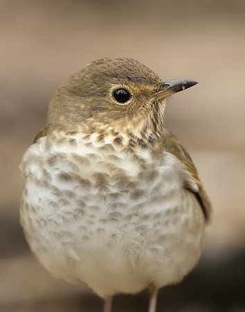 Swainson's Thrush Catharus ustulatus