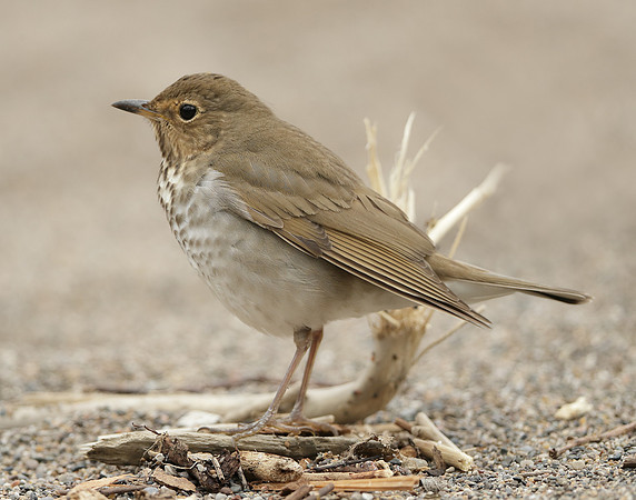 Swainson's Thrush Catharus ustulatus
