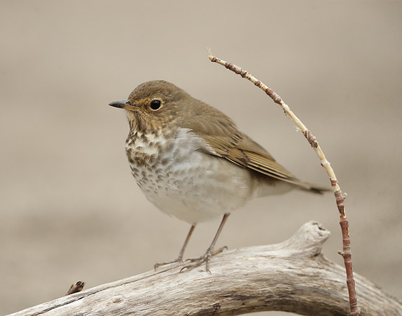Swainson's Thrush Catharus ustulatus
