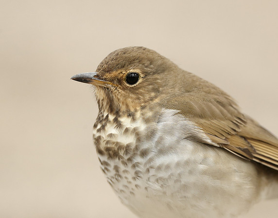 Swainson's Thrush Catharus ustulatus