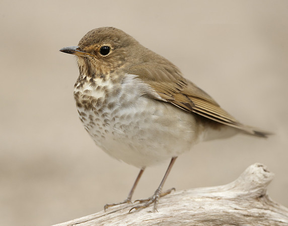 Swainson's Thrush Catharus ustulatus