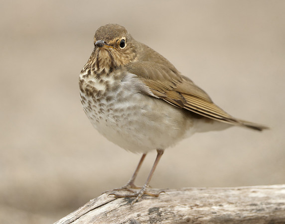Swainson's Thrush Catharus ustulatus