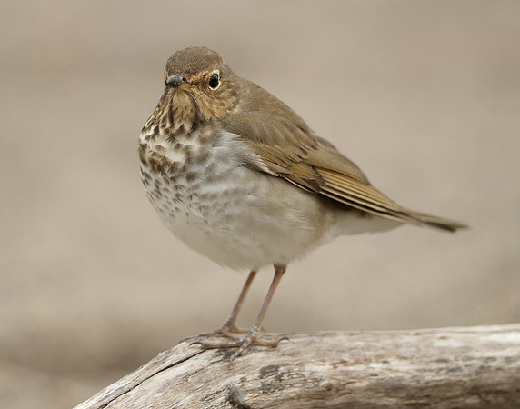 Swainson's Thrush Catharus ustulatus