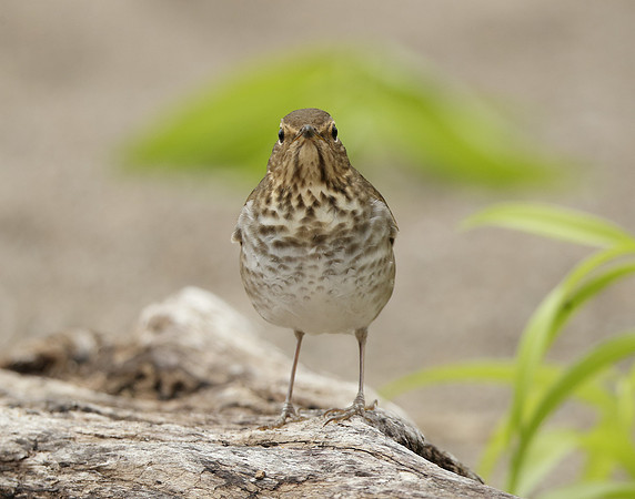 Swainson's Thrush Catharus ustulatus