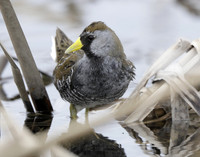 Sora Porzana carolina