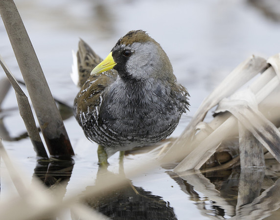Sora Porzana carolina