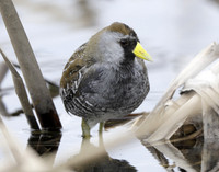 Sora Porzana carolina