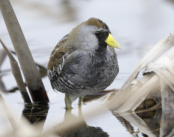 Sora Porzana carolina