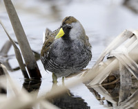 Sora Porzana carolina