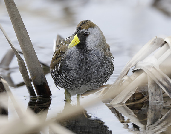 Sora Porzana carolina