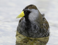 Sora Porzana carolina