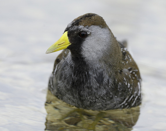 Sora Porzana carolina
