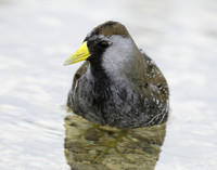 Sora Porzana carolina