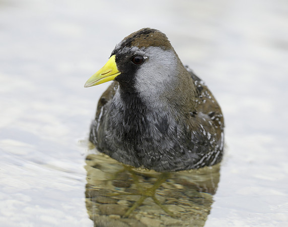 Sora Porzana carolina