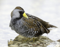 Sora Porzana carolina