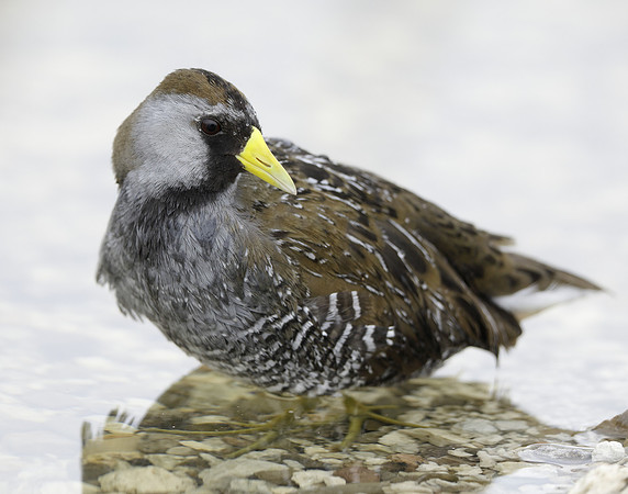 Sora Porzana carolina