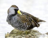 Sora Porzana carolina
