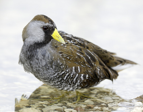 Sora Porzana carolina