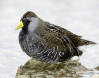 Sora Porzana carolina