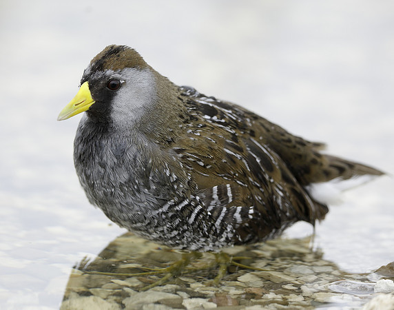 Sora Porzana carolina