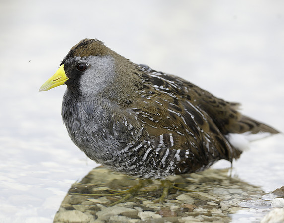 Sora Porzana carolina