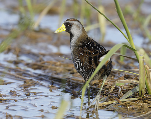 Sora Porzana carolina