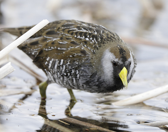 Sora Porzana carolina