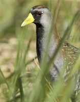 Sora Porzana carolina