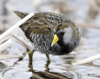 Sora Porzana carolina